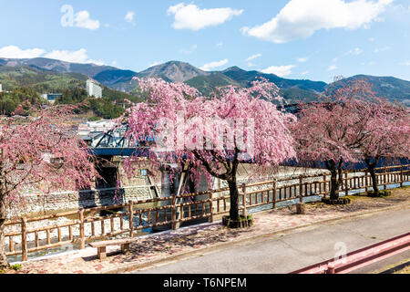 Gero Onsen, Japan Pink Cherry Blossom sakura Bäume am Ufer des Flusses in der Gifu Präfektur mit Blüten im Frühling Frühling von Brücke Stockfoto