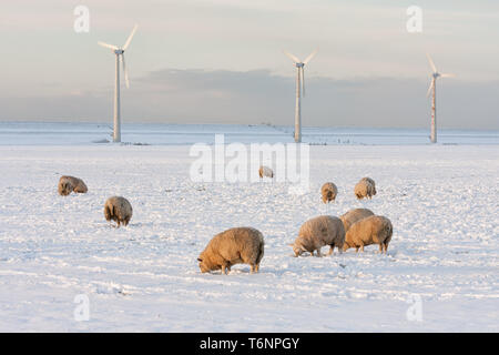 Holländische Landschaft mit windturbine und Schafe in der verschneiten Wiese Stockfoto
