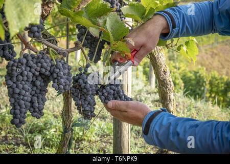 Einen Weinberg rote Trauben Ernte Stockfoto
