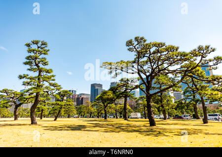 Tokio, Japan - April 1, 2019: Park mit beschnitten angelegten Bäume durch das Imperial Palace im Frühling Tag mit stadtbild Wolkenkratzer in der Innenstadt von Stockfoto