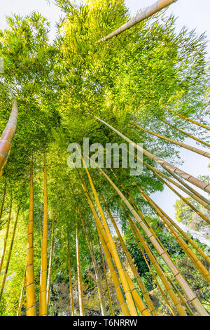 Tokio, Japan downtown Park im Imperial Palace im Frühling Tag mit niedrigen Winkel suchen auf hohen Bambus Bäume abstract vertikale Ansicht Stockfoto