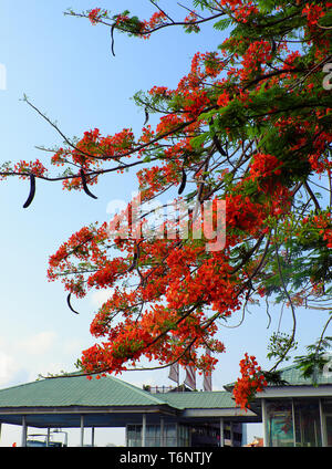 Flamboyant tree oder Phoenix Blume, Baum, Blüte leuchtend roten Blüten im Sommer, schöne Blüte an Zweig der Baumstruktur von unten anzeigen Stockfoto