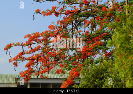 Flamboyant tree oder Phoenix Blume, Baum, Blüte leuchtend roten Blüten im Sommer, schöne Blüte an Zweig der Baumstruktur von unten anzeigen Stockfoto