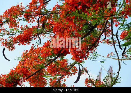 Flamboyant tree oder Phoenix Blume, Baum, Blüte leuchtend roten Blüten im Sommer, schöne Blüte an Zweig der Baumstruktur von unten anzeigen Stockfoto