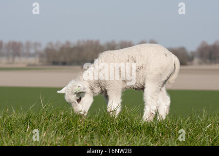 Lamm auf einem Deich grasen Stockfoto