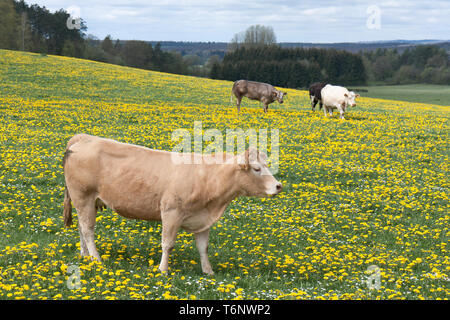 Kühe in einem Feld von blühenden Löwenzahn Stockfoto