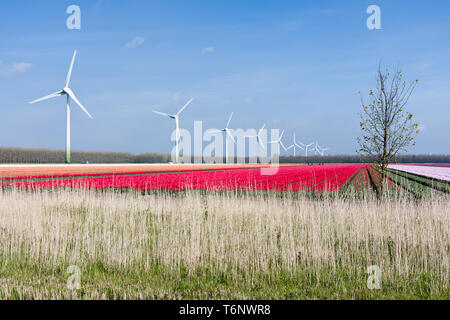 Große niederländische farbenfrohe Tulpenfelder mit Windkraftanlagen Stockfoto