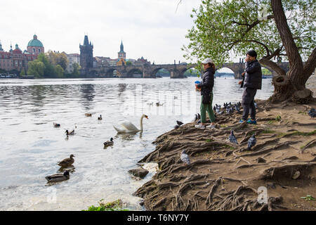 Stadt Prag, Tschechische Republik. Ppeople Füttern Sie die Vögel auf den Fluss, eine Brücke in der Ferne. 2019. 24. April, Reisen Foto Stockfoto