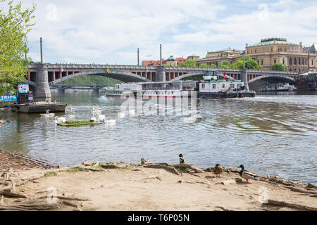 Stadt Prag, Tschechische Republik. Ein Schiff mit Touristen auf dem Fluss, weiße Schwäne am Ufer. Reisen Foto 2019. 26. April Stockfoto