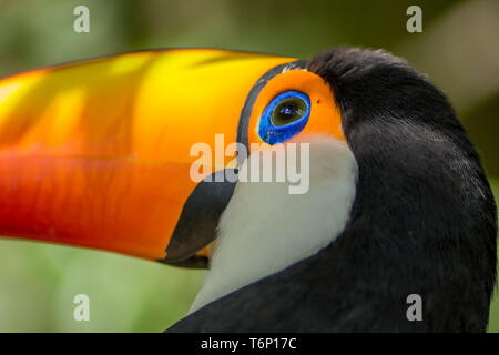 Tucano - Toco vogel Ramphastos toco Nahaufnahme Portrait in der wilden Parque das Aves, Brasil - Vögel Ort Park in Brasilien isoliert Stockfoto