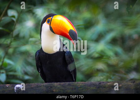Tucano - Toco vogel Ramphastos toco Nahaufnahme Portrait in der wilden Parque das Aves, Brasil - Vögel Ort Park in Brasilien isoliert Stockfoto