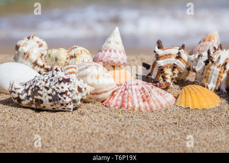 Nahaufnahme eines Muscheln am Strand vor der See im Sommer Stockfoto