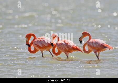 Amerikanische Flamingos (Phoenicopterus ruber) im Wasser, im Biosphärenreservat Ria Lagartos, Rio Lagartos, Yucatan, Mexiko Stockfoto