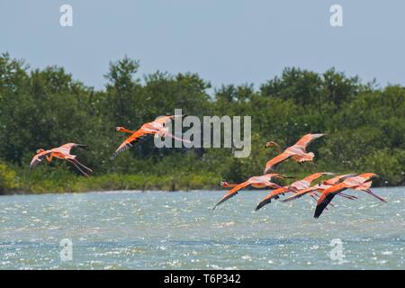 Amerikanische Flamingos (Phoenicopterus ruber), Fliegen über Wasser, Biosphärenreservat Ria Lagartos, Yucatan, Mexiko Stockfoto