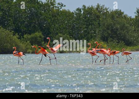 Amerikanische Flamingos (Phoenicopterus ruber), im Wasser, Biosphärenreservat Ria Lagartos, Yucatan, Mexiko Stockfoto