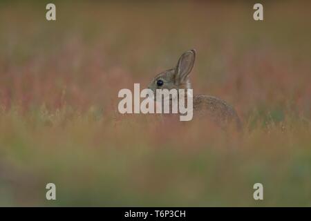 Europäische Kaninchen (Oryctolagus cuniculus) Jugendliche unter Grünland, Suffolk, England, Vereinigtes Königreich Stockfoto