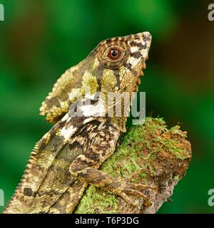 Glatte behelmte Iguana (Corytophanes cristatus), Costa Rica Stockfoto
