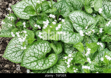 Sibirischer Bugloss, Brunnera macrophylla, Herr Morse Stockfoto