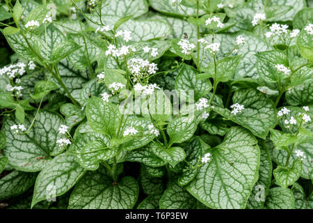 Sibirische Bugloss, Brunnera macrophylla „Mr. Morse“ Bodenbedeckungspflanzen Stockfoto