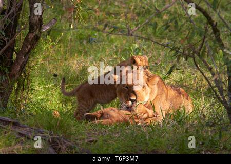 Löwin (Panthera leo) mit Jungen liegen unter einem Busch, Masai Mara, Kenia, Afrika Stockfoto