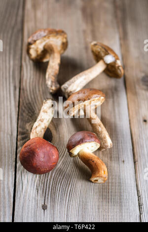 Braun-cap Steinpilzen Stockfoto