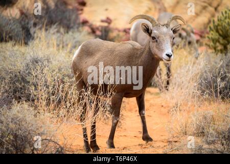 Desert Bighorn Schafe (Ovis canadensis nelsoni), erwachsenen Tier, Mojave Wüste, Valley of Fire State Park, Nevada, USA Stockfoto