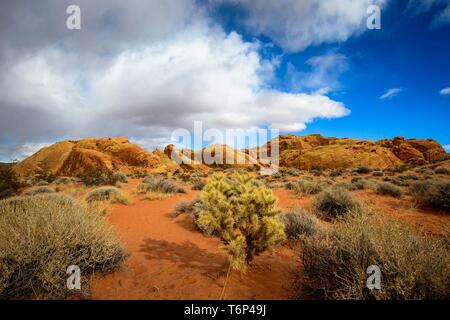 Cholla Cactus (Cylindropuntia), Rainbow Vista, rote Sandsteinfelsen, Mojave Wüste, Sandstein Bildung, Valley of Fire State Park, Nevada, USA Stockfoto