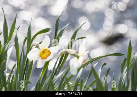 Wilden Narzisse (Narcissus pseudonarcissus), Lichtreflexe, Hessen, Deutschland Stockfoto