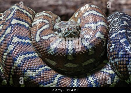 Teppichpython (Morelia spilota Variegata), gerollt, Captive, Deutschland Stockfoto