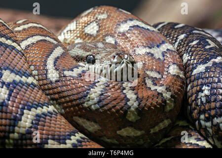 Teppichpython (Morelia spilota Variegata), gerollt, Captive, Deutschland Stockfoto