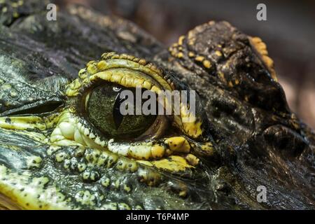 Auge der Mississippi-alligator (Alligator mississippiensis), Nahaufnahme, Captive, Deutschland Stockfoto