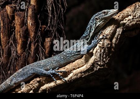 Blue-spotted Baum Monitor (Varanus macraei) auf Zweig, Captive liegen, Deutschland Stockfoto