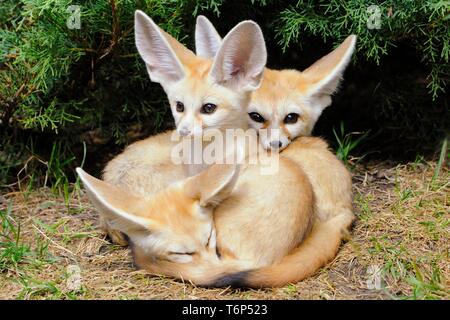 Fennec Füchse (Vulpes zerda), drei junge Tiere, Captive, Vorkommen in Nordafrika Stockfoto