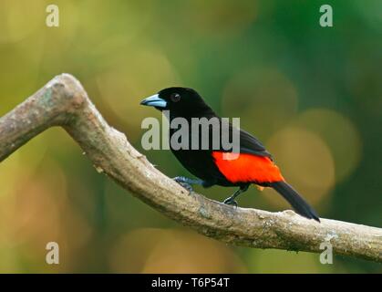 Die ceme Tanager (Ramphocelus costaricensis) sitzt auf Zweig, Costa Rica Stockfoto