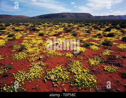 Wildblumen in Namaqualand, Südafrika, Afrika Stockfoto