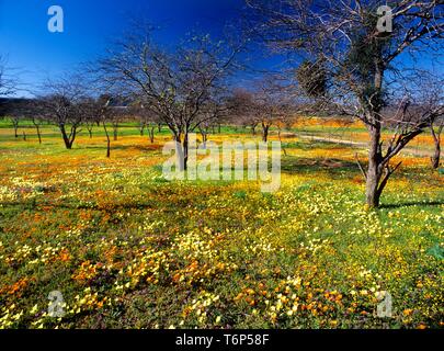 Wildblumen in Namaqualand, Südafrika, Afrika Stockfoto