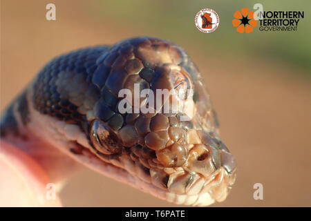 HANDOUT - 02. Mai 2019, Australien, Canberra: Die undatierte Bild zeigt eine Schlange der Gattung Rautenpython zusätzlich mit einem Auge in der Mitte des Kopfes. Eine kleine Schlange mit drei funktionierende Augen wurde auf einer Straße in der Australischen Norden gefunden durch Wildhüter. Auf der Facebook Seite der Parkverwaltung Northern Territory Parks und Wildlife Fotos der 40 Zentimeter lange Kätzchen der Gattung Rautenpython mit den zusätzlichen Auge auf der Mitte des Kopfes zu sehen. Das dritte Auge sehr wahrscheinlich war ein natürliches Phänomen, wie Missbildungen bei Reptilien relativ häufig waren, den Behörden melden Stockfoto