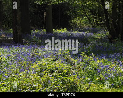 Hucking, Kent, Großbritannien. Zum 2. Mai, 2019. UK Wetter: bluebells Teppich den Waldboden der Hucking Immobilien in Kent. Credit: James Bell/Alamy leben Nachrichten Stockfoto