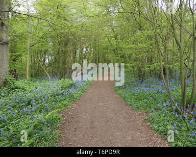 Hucking, Kent, Großbritannien. Zum 2. Mai, 2019. UK Wetter: bluebells Teppich den Waldboden der Hucking Immobilien in Kent. Credit: James Bell/Alamy leben Nachrichten Stockfoto