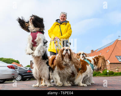 Greetsiel, Deutschland. 02 Mai, 2019. Petra Florian aus Gelsenkirchen Wanderungen während Ihrer Ferien mit Ihrem fünf Hunde der Rasse "Cavalier King Charles Spaniel' in der Nähe der Schneidemaschine Hafen von Greetsiel. Credit: mohssen Assanimoghaddam/dpa/Alamy leben Nachrichten Stockfoto