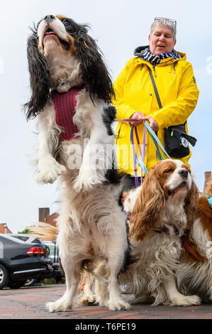 Greetsiel, Deutschland. 02 Mai, 2019. Petra Florian aus Gelsenkirchen Wanderungen während Ihrer Ferien mit Ihrem fünf Hunde der Rasse "Cavalier King Charles Spaniel' in der Nähe der Schneidemaschine Hafen von Greetsiel. Credit: mohssen Assanimoghaddam/dpa/Alamy leben Nachrichten Stockfoto