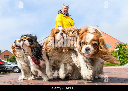 Greetsiel, Deutschland. 02 Mai, 2019. Petra Florian aus Gelsenkirchen Wanderungen während Ihrer Ferien mit Ihrem fünf Hunde der Rasse "Cavalier King Charles Spaniel' in der Nähe der Schneidemaschine Hafen von Greetsiel. Credit: mohssen Assanimoghaddam/dpa/Alamy leben Nachrichten Stockfoto
