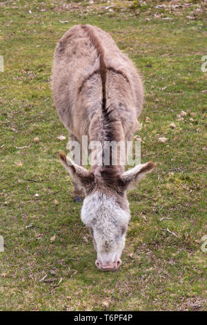 New Forest, Hampshire, UK. 2. Mai 2019. UK Wetter: bedeckt im New Forest National Park, Hampshire - niedliche Esel am Cadmans Pool. Die Legende besagt, dass das Kreuz auf dem Rücken eines Esels ist der Schatten des Kreuzes als der Esel zu Füßen des Kreuzes stand, als Jesus starb - das Kreuz ist deutlich auf der Rückseite dieser Esel gesehen wie Er weidet. Credit: Carolyn Jenkins/Alamy leben Nachrichten Stockfoto