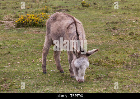 New Forest, Hampshire, UK. 2. Mai 2019. UK Wetter: bedeckt im New Forest National Park, Hampshire - niedliche Esel am Cadmans Pool. Die Legende besagt, dass das Kreuz auf dem Rücken eines Esels ist der Schatten des Kreuzes als der Esel zu Füßen des Kreuzes stand, als Jesus starb - das Kreuz ist deutlich auf der Rückseite dieser Esel gesehen wie Er weidet. Credit: Carolyn Jenkins/Alamy leben Nachrichten Stockfoto