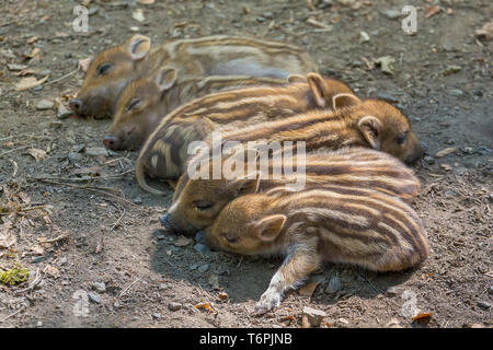 Wildschwein, shoats, Sus scrofa, Nationalpark Bayerischer Wald, Deutschland Stockfoto