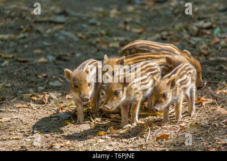 Wildschwein, shoats, Sus scrofa, Nationalpark Bayerischer Wald, Deutschland Stockfoto