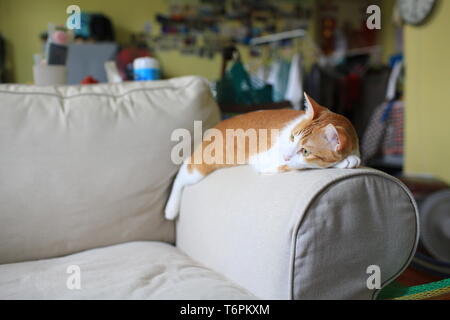 Faule Katze auf dem Sofa Stockfoto