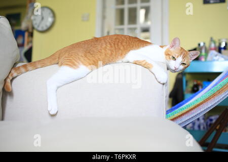 Faule Katze auf dem Sofa Stockfoto