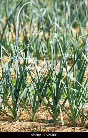 Patch von Lauch in einer Farm: Bio Lauch und Erde mit Stroh *** Local Caption *** abgedeckt Stockfoto