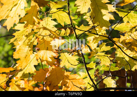 Hintergrund der hellen Sonne durch Blätter im Herbst leuchtend Stockfoto